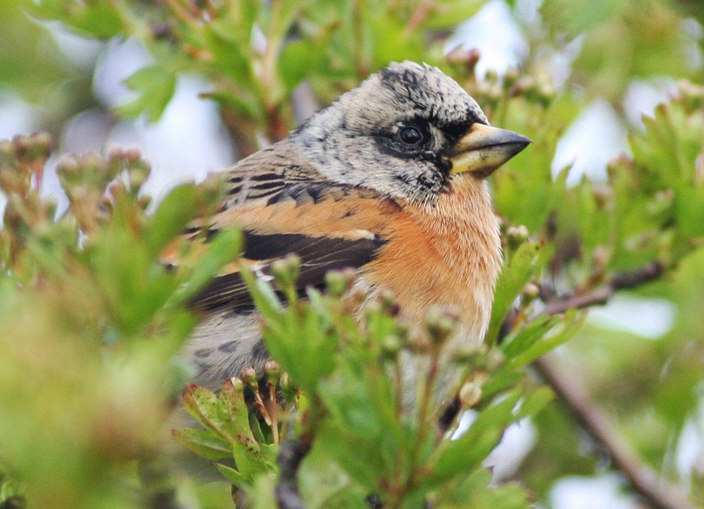 Filey Recommended – Filey Bird Observatory and Group